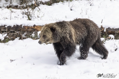 Grizzly Jam in Pelican Valley YNP 2025